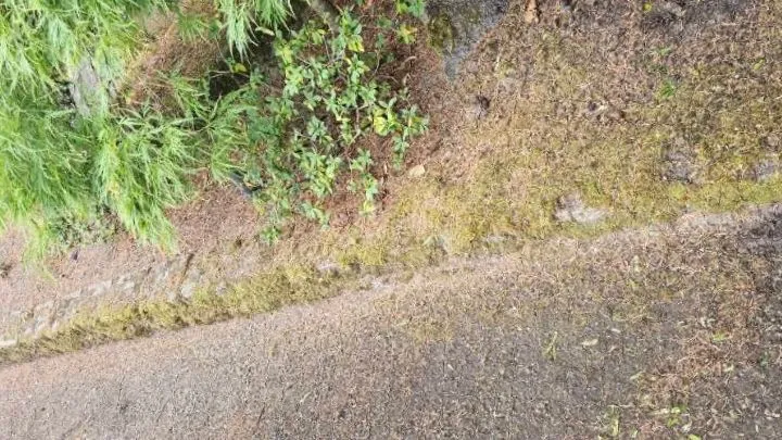 Driveway edging buried under thick moss before pressure washing in Kirkland, WA