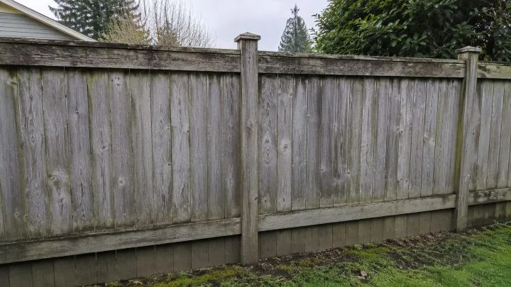 Faded, mildew-stained wood fence before pressure washing in Issaquah, WA